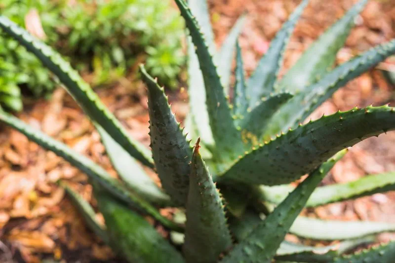 Feuille d’aloe vera ouverte laissant apparaître sa pulpe translucide