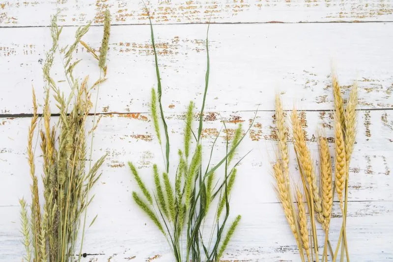 Épis et grains d’avoine Avena sativa