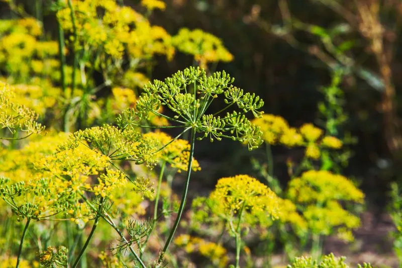 Carottes Daucus carota naturellement riches en caroténoïdes