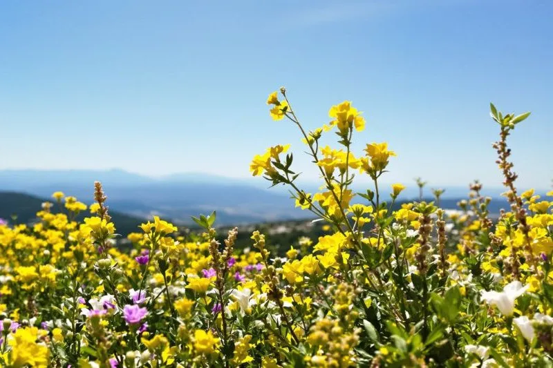 Maquis et plantes sauvages de Corse