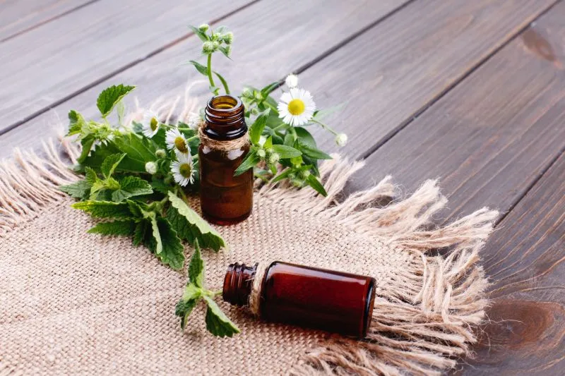 Plantes aromatiques utilisées pour obtenir des huiles essentielles