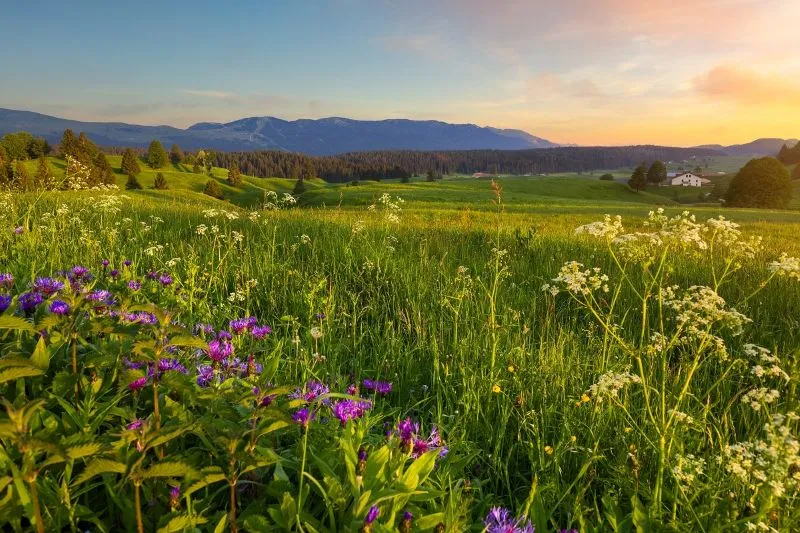 Prairie et végétation rencontrées dans le Jura