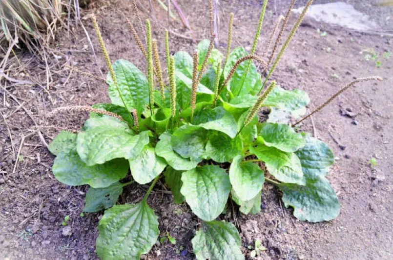 Feuilles de plantain préparées pour leur transformation en soin Z2C
