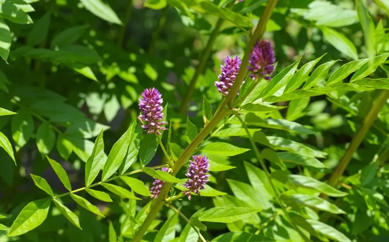 Plante et racines de réglisse utilisées en cosmétique
