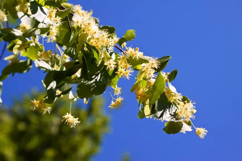 Fleurs de Tilia cordata utilisées pour préparer l’extrait de tilleul