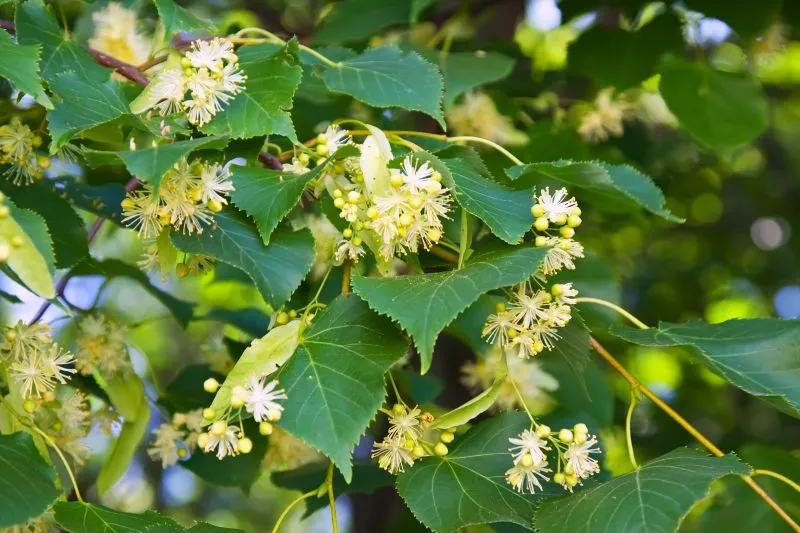 Extrait glycériné aqueux de fleurs de tilleul utilisé dans les soins Z2C
