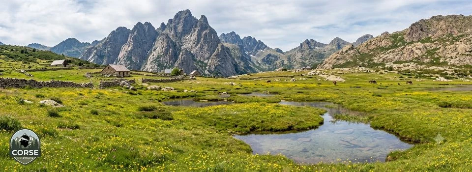 Végétation en Corse