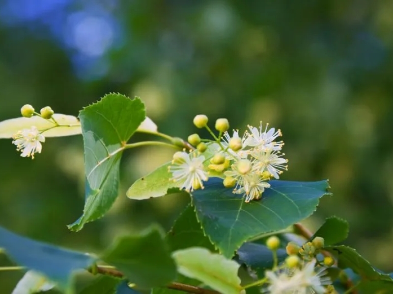 Le tilleul : de la fleur au soin des peaux sensibles